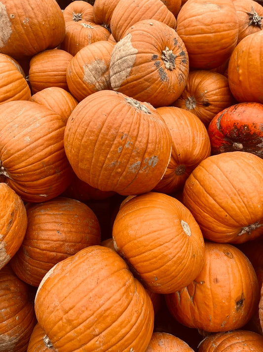 Herbst Kürbisse